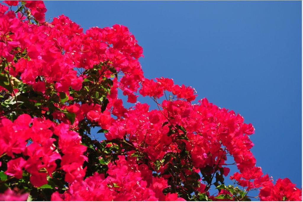 ליקסורי Kefalonia Beach Hotel & Bungalows מראה חיצוני תמונה